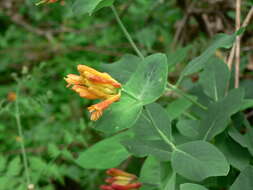 Image of Orange Honeysuckle