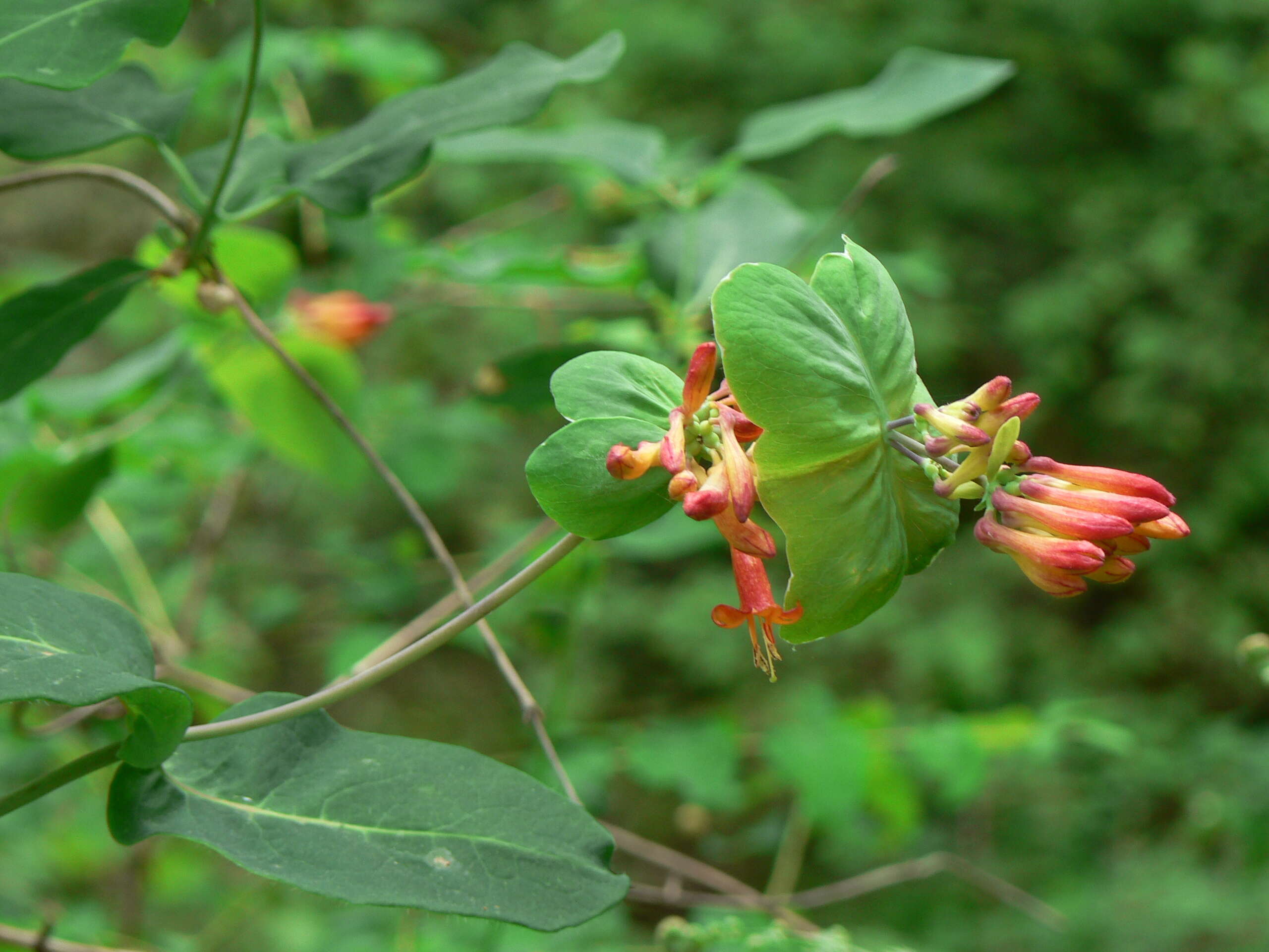 Image of Orange Honeysuckle