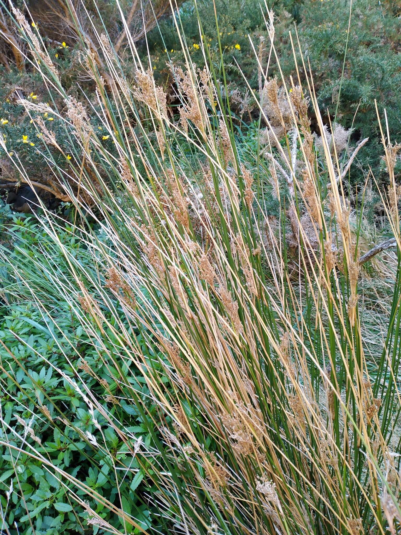 Image of Juncus sarophorus L. A. S. Johnson