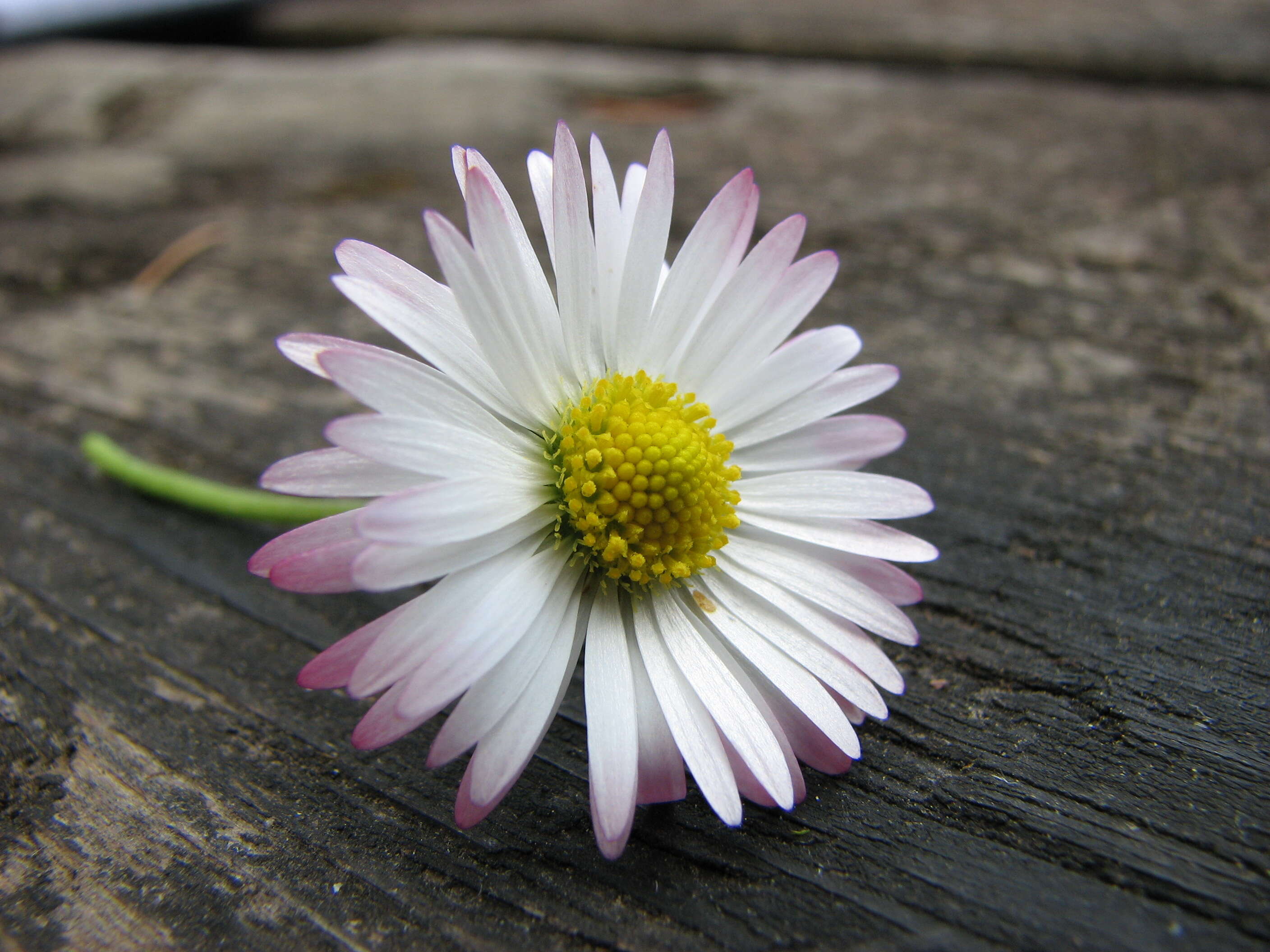 Image of Daisy