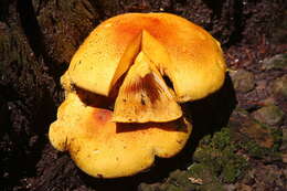 Image of Cortinarius areolatoimbricatus Cleland 1933