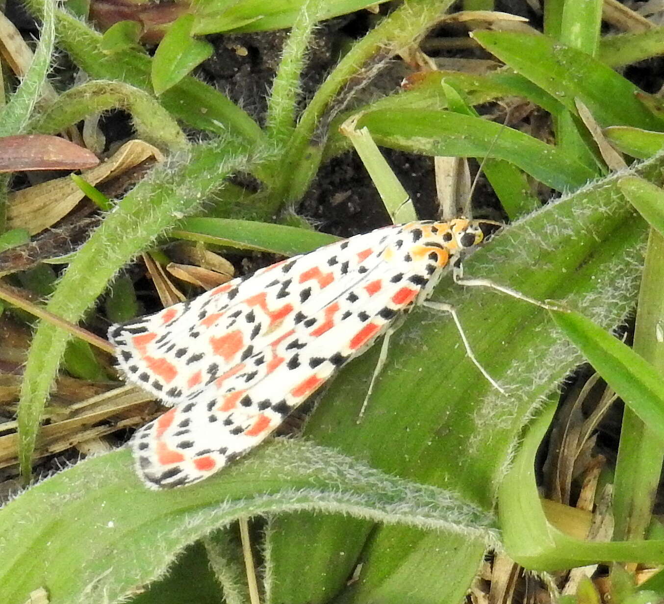 Image of crimson speckled