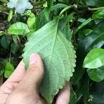 Strobilanthes lanyuensis Seok, C. F. Hsieh & J. Murata resmi