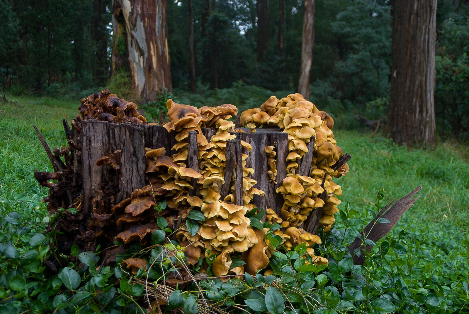 صورة Armillaria luteobubalina Watling & Kile 1978