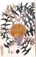 Image of Banksia alliacea A. R. Mast & K. R. Thiele