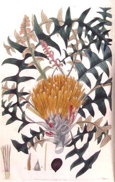 Image of Banksia alliacea A. R. Mast & K. R. Thiele