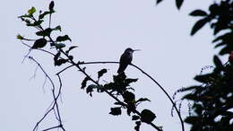 Image of White-bellied Emerald
