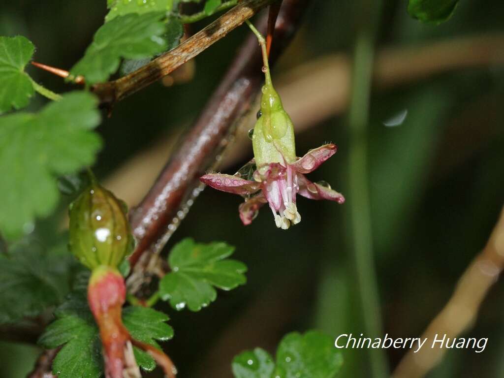 Image of Ribes formosanum Hayata