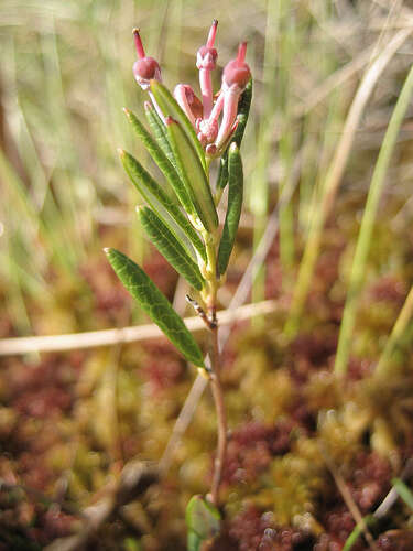 Image of bog rosemary