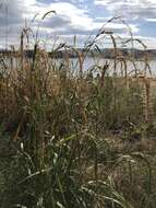 Image of Siberian Wild Rye