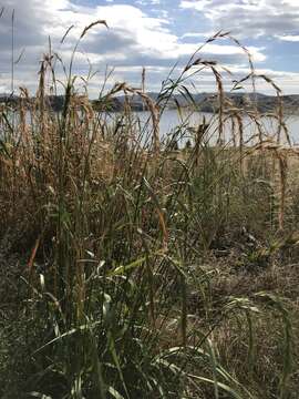 Image of Siberian Wild Rye