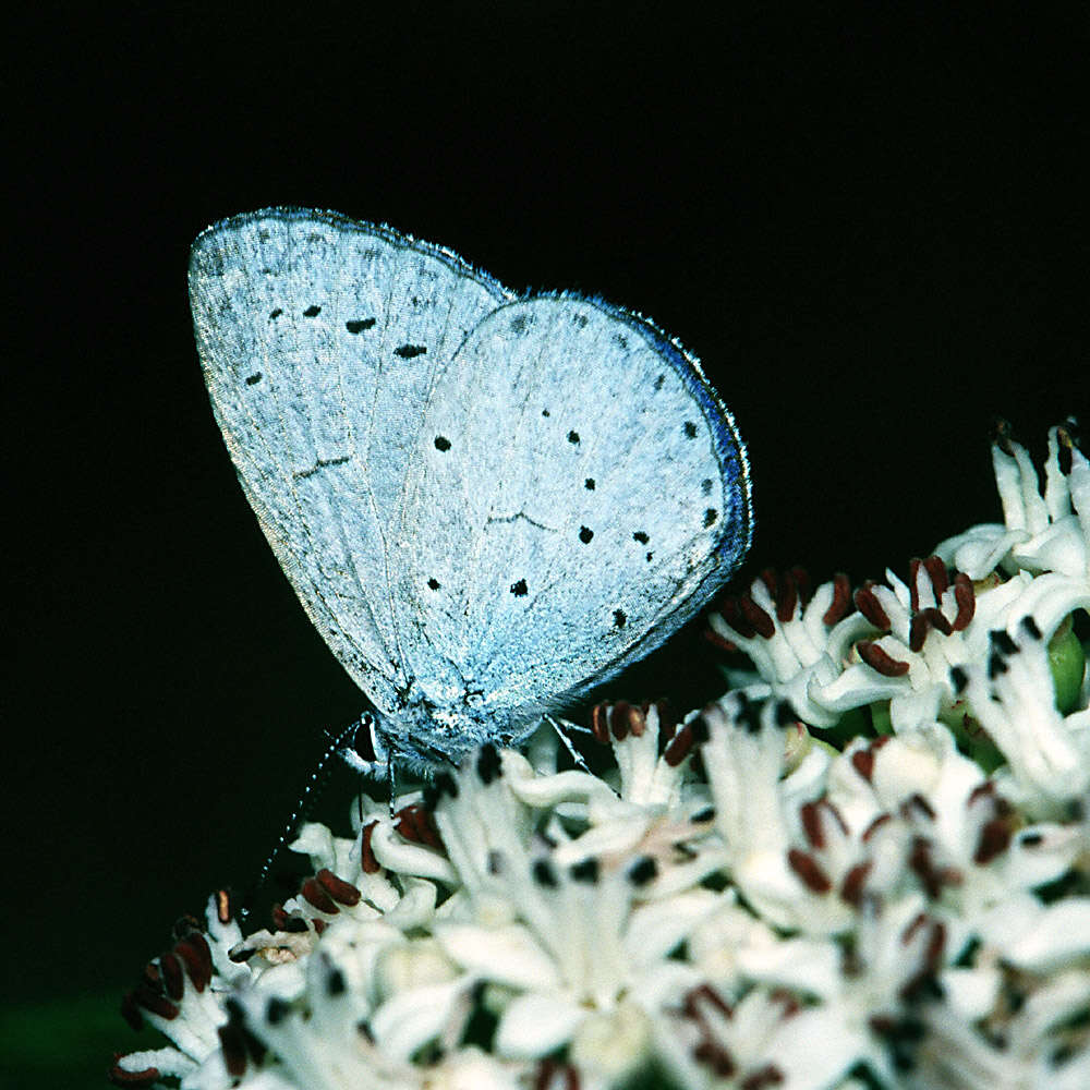 Image of holly blue