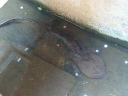 Image of Chinese giant salamander