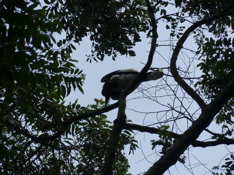 Image of Black-and-white Casqued Hornbill