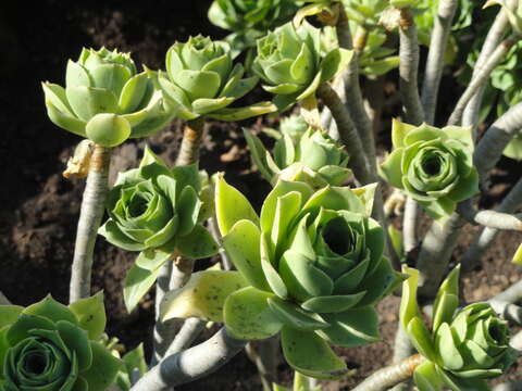 Image of Aeonium balsamiferum Webb & Berth.