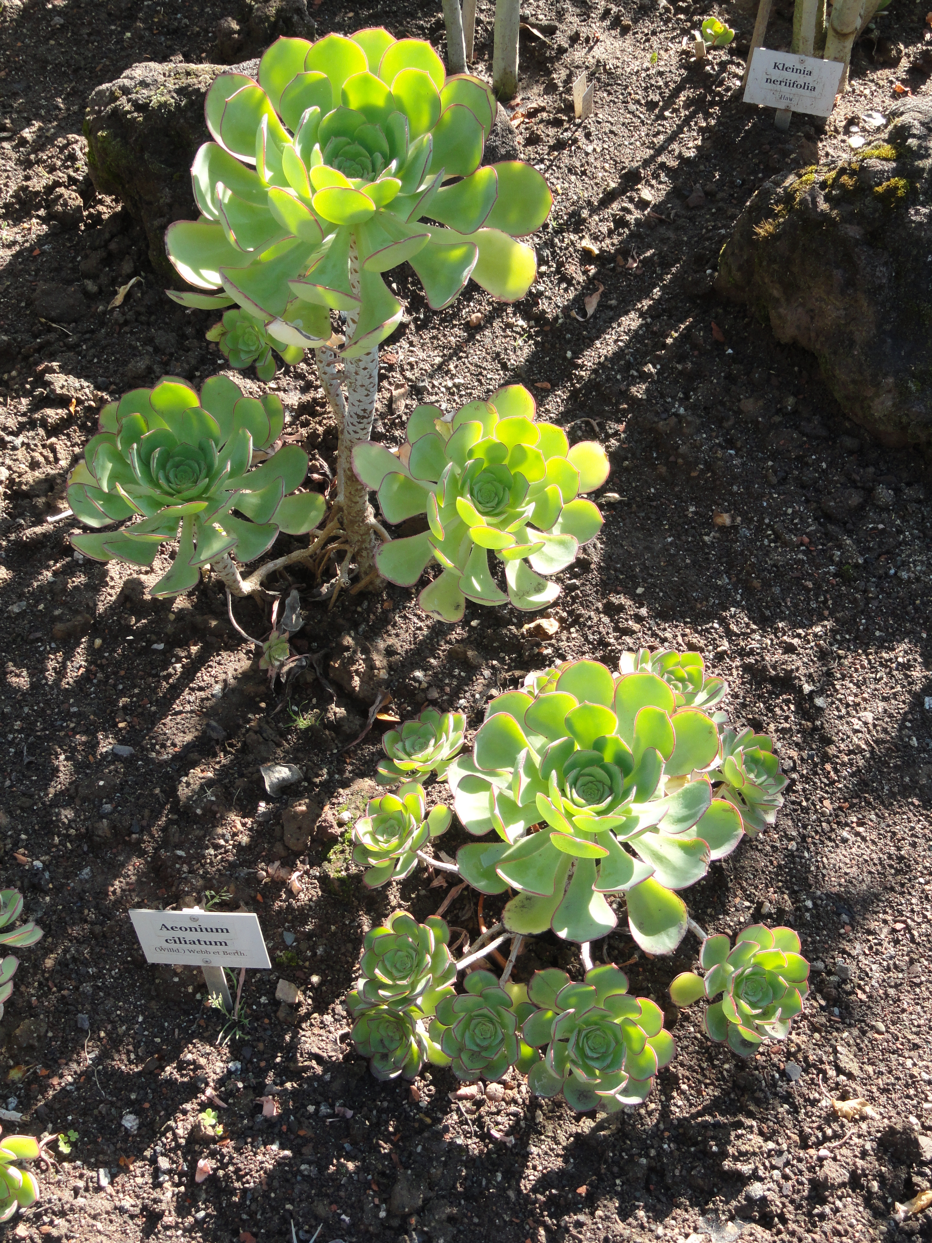 Aeonium ciliatum (rights holder: )