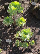 Image of Aeonium ciliatum (Willd.) Webb & Berth.