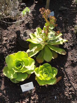 Image of Aeonium nobile (Praeger) Praeger