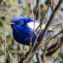 Imagem de Malurus leucopterus leuconotus Gould 1865