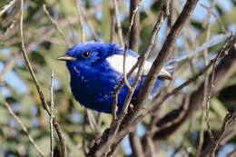 Слика од Malurus leucopterus leuconotus Gould 1865