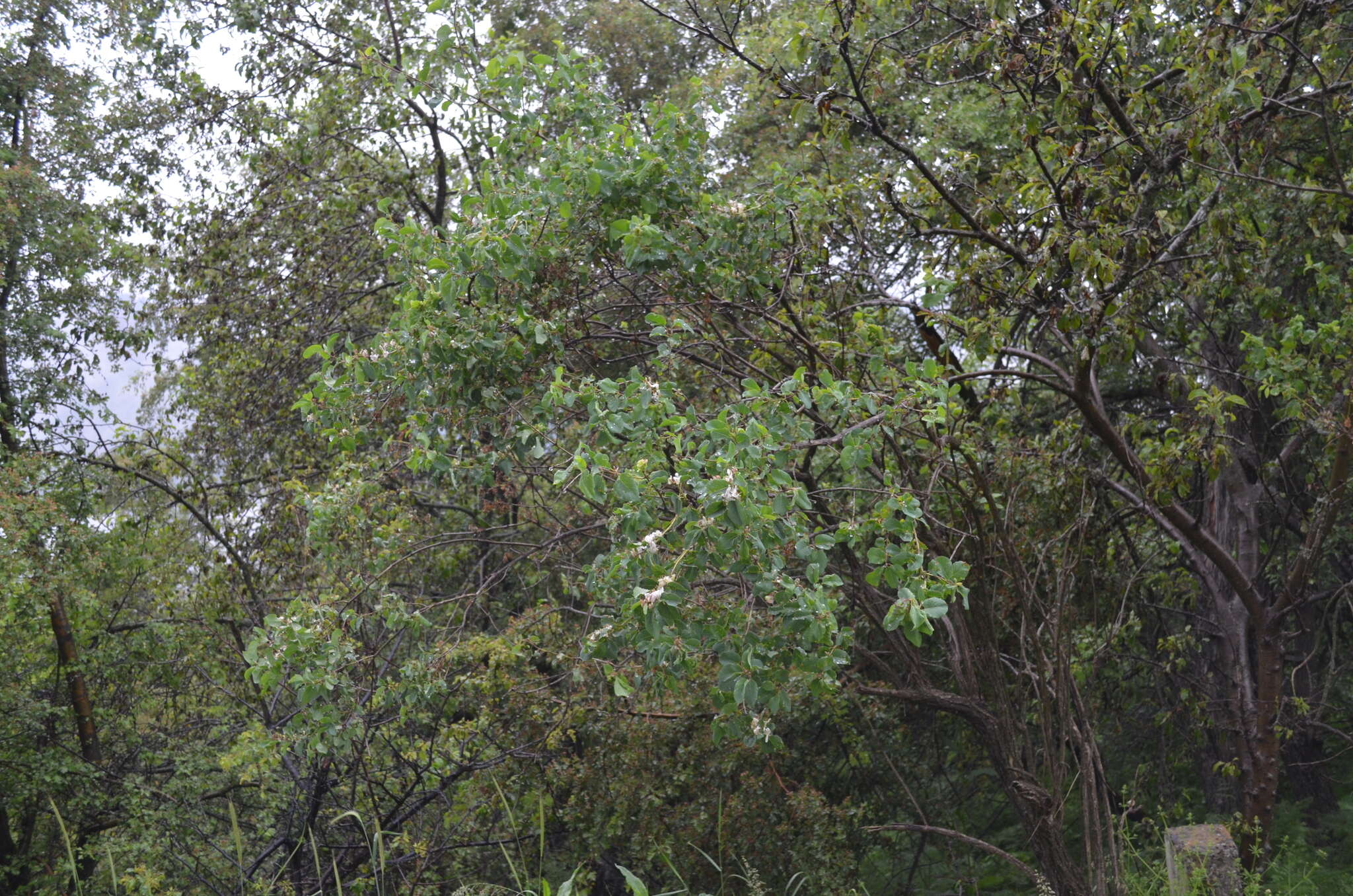 Image of Lonicera nummulariifolia Jaub. & Spach