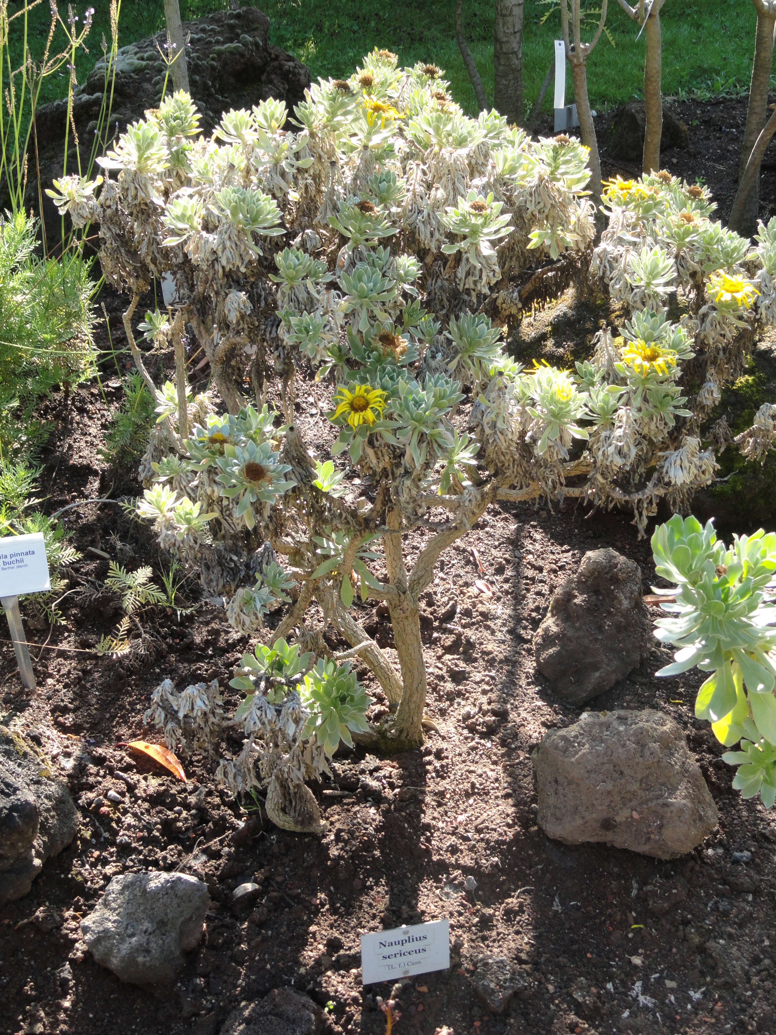 Image of Asteriscus sericeus (L. fil.) DC.