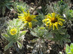 Image of Asteriscus sericeus (L. fil.) DC.