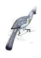 Image of Grey Go-away-bird