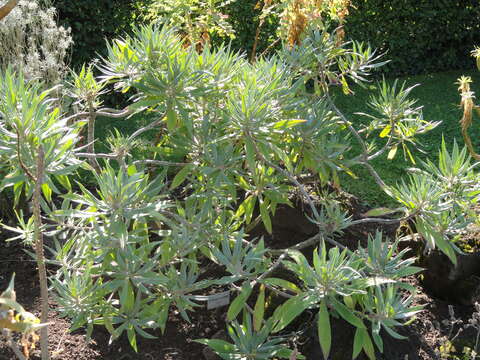 Image of Echium webbii Coincy