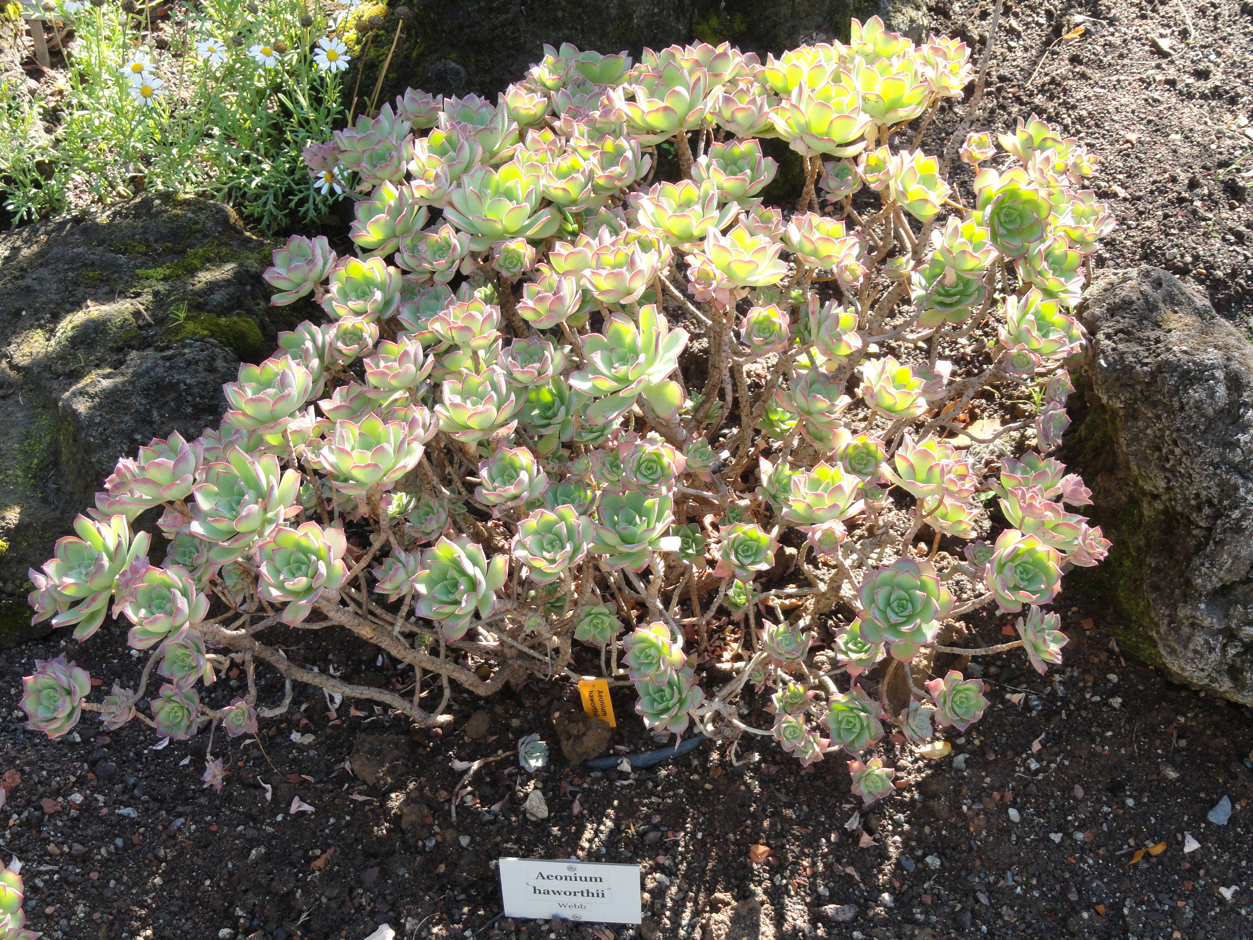 Image de Aeonium haworthii Salm-Dyck ex Webb & Berth.