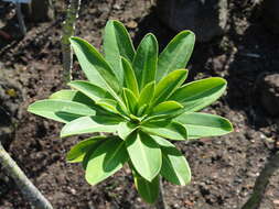 Image of Euphorbia stygiana H. C. Watson