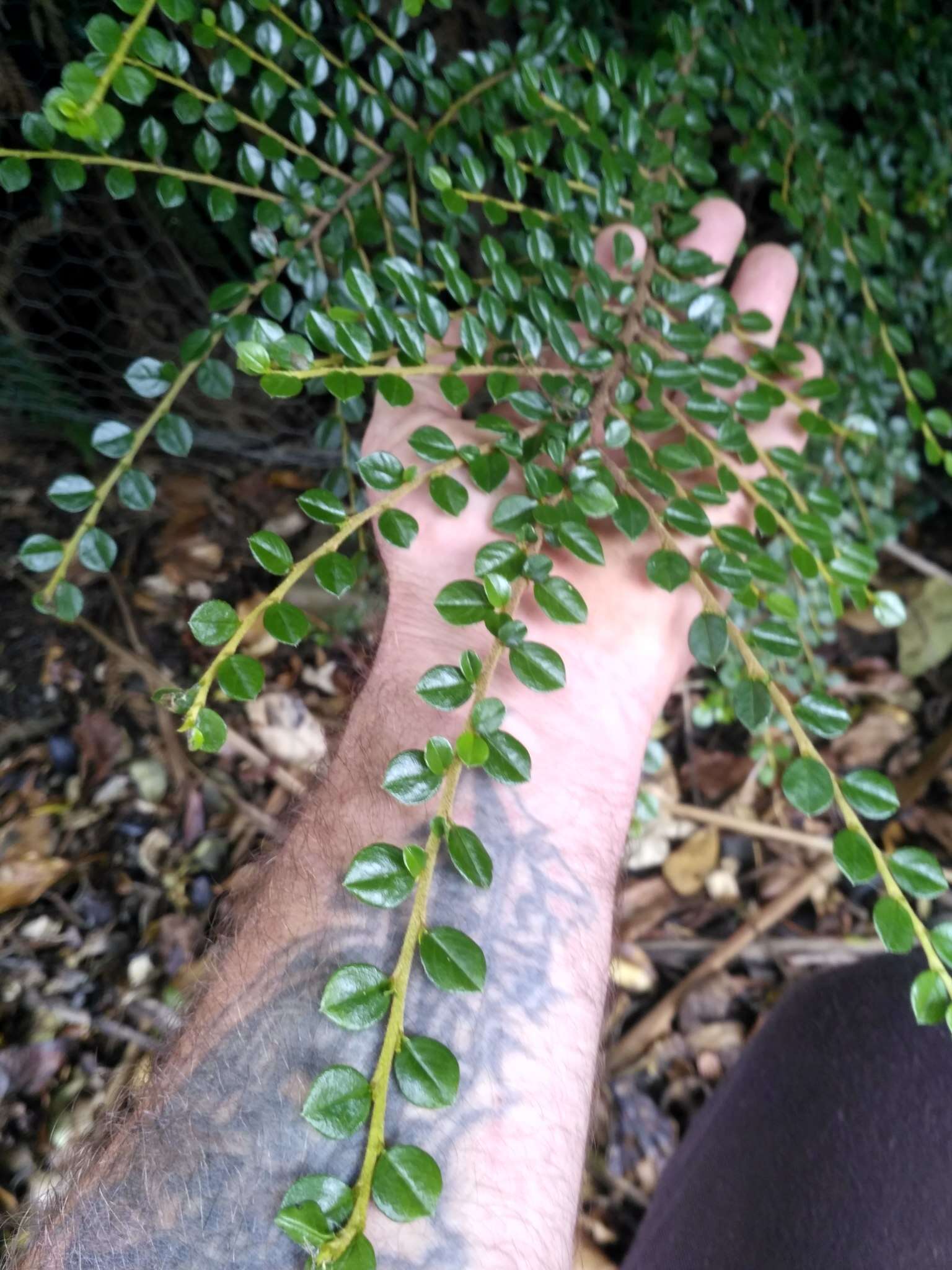 Image of rockspray cotoneaster