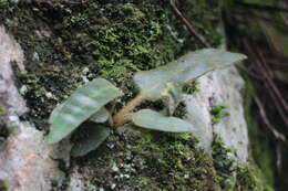 Image of Pyrrosia davidii (Bak.) Ching