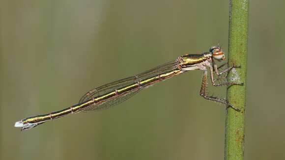 Image de Hemiphlebia Selys 1868