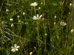 Anthemis ruthenica M. Bieb.的圖片