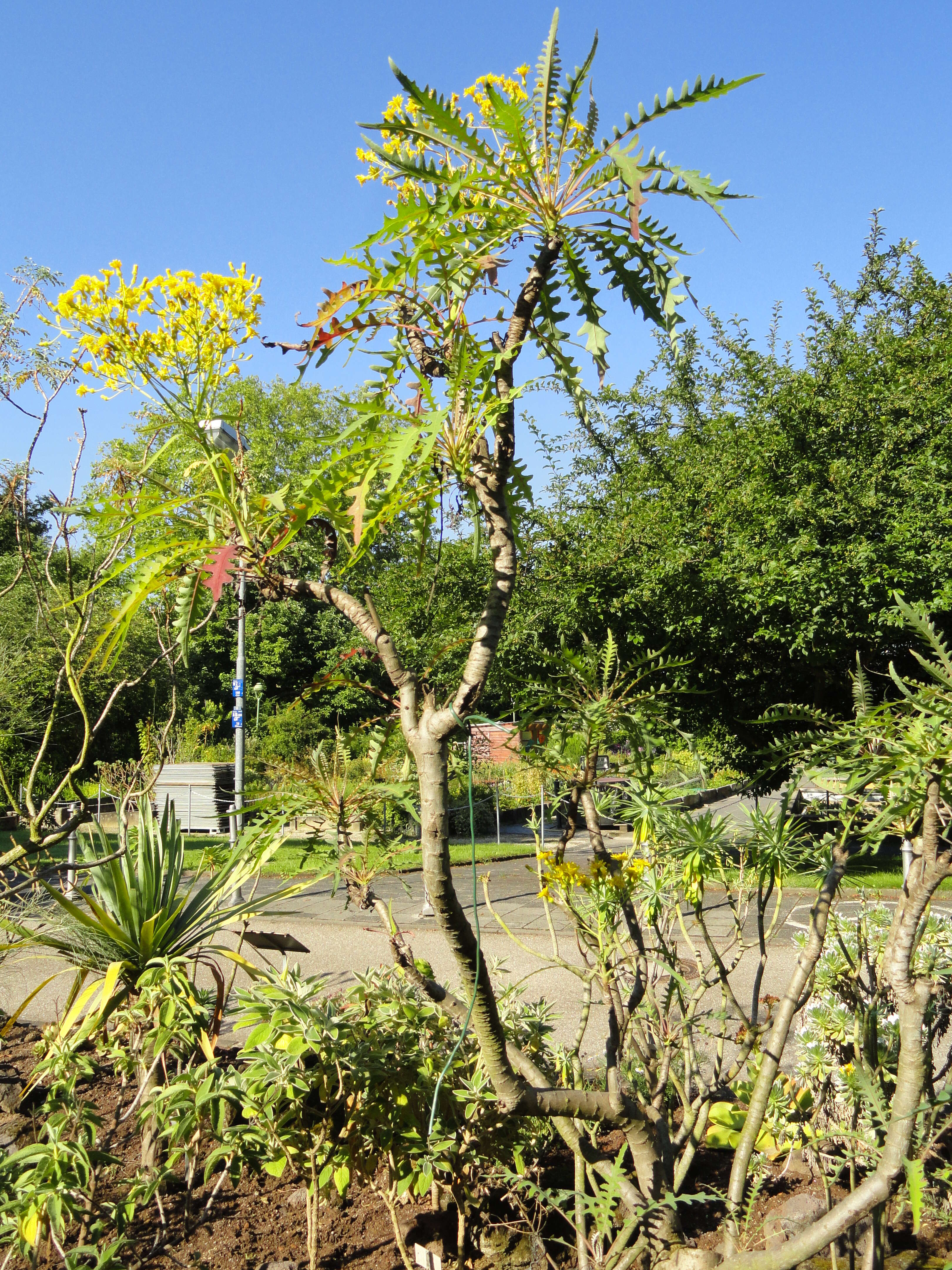 Plancia ëd Sonchus palmensis (Sch. Bip.) Boulos