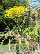 Plancia ëd Sonchus palmensis (Sch. Bip.) Boulos