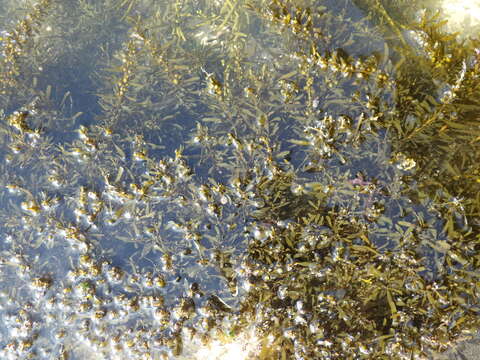 Image of Sargassum vulgare