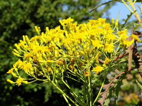 Imagem de Sonchus palmensis (Sch. Bip.) Boulos