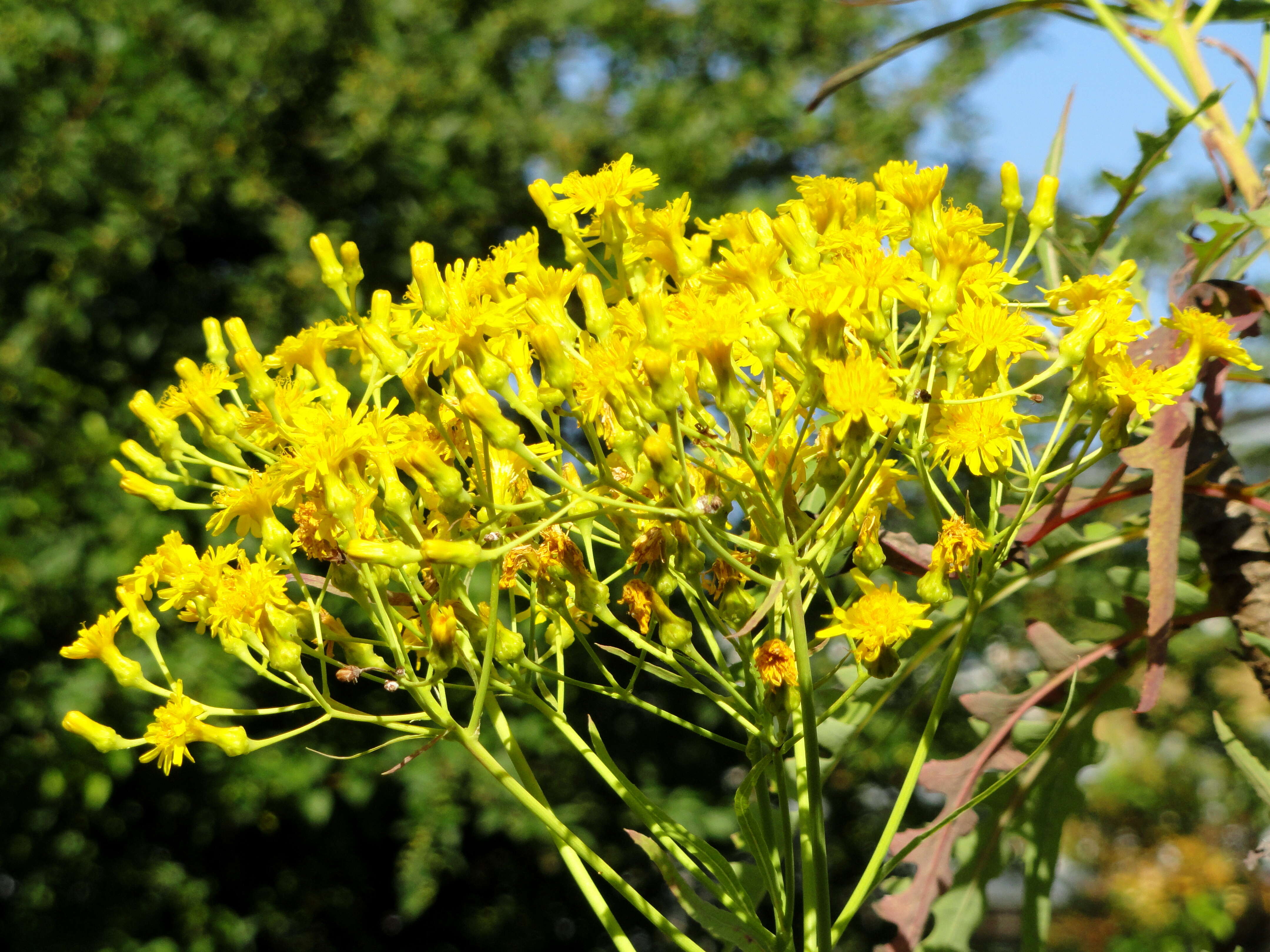 Plancia ëd Sonchus palmensis (Sch. Bip.) Boulos