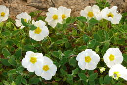 Image of salvia cistus