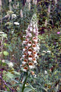 Image of Grecian foxglove