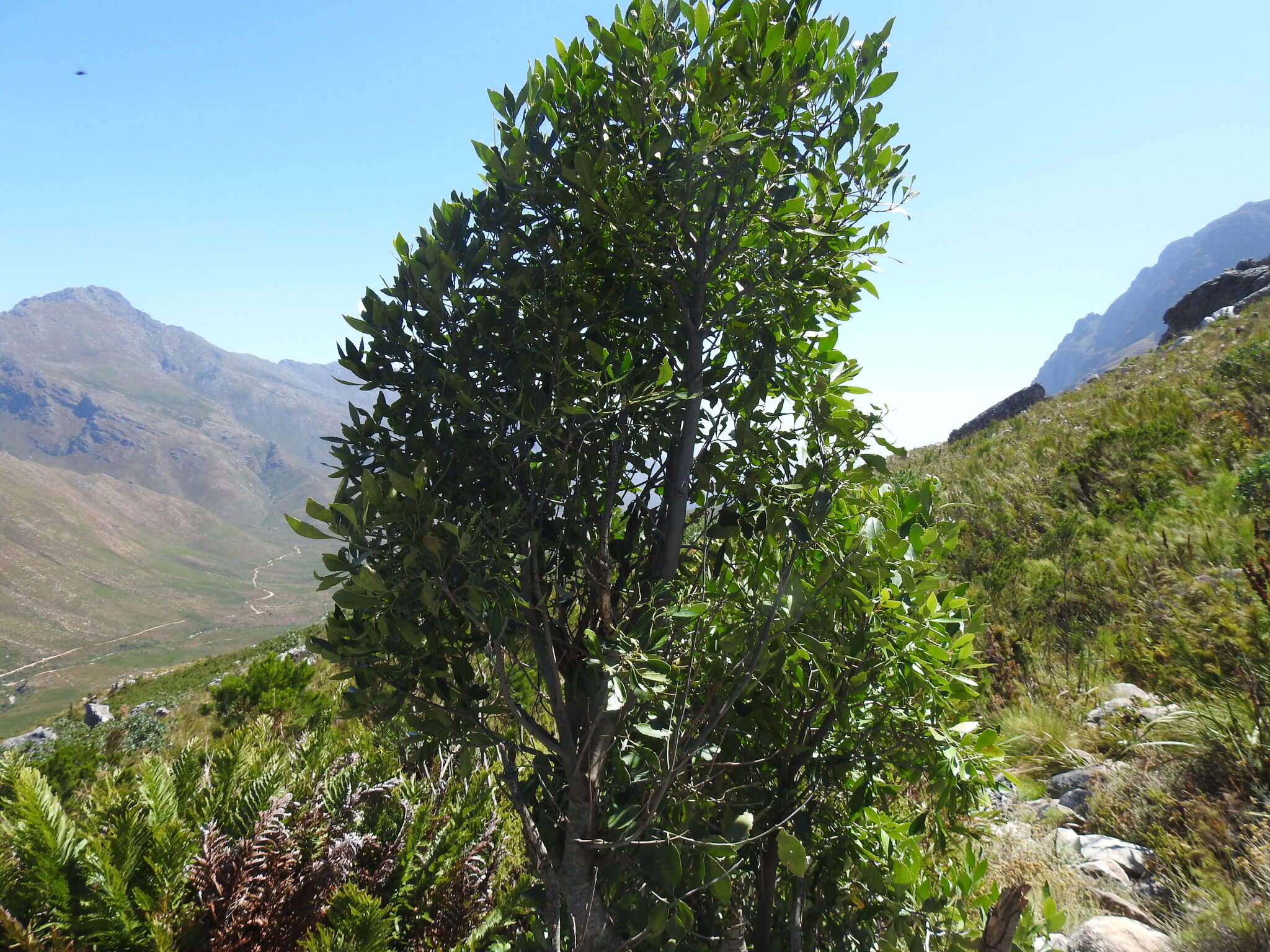 Image of Elaeodendron schinoides Spreng.