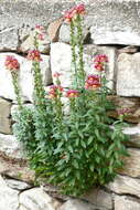 Plancia ëd Antirrhinum majus L.