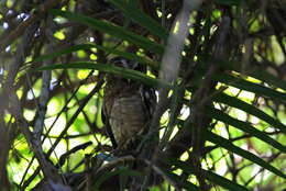 Image of African Wood Owl