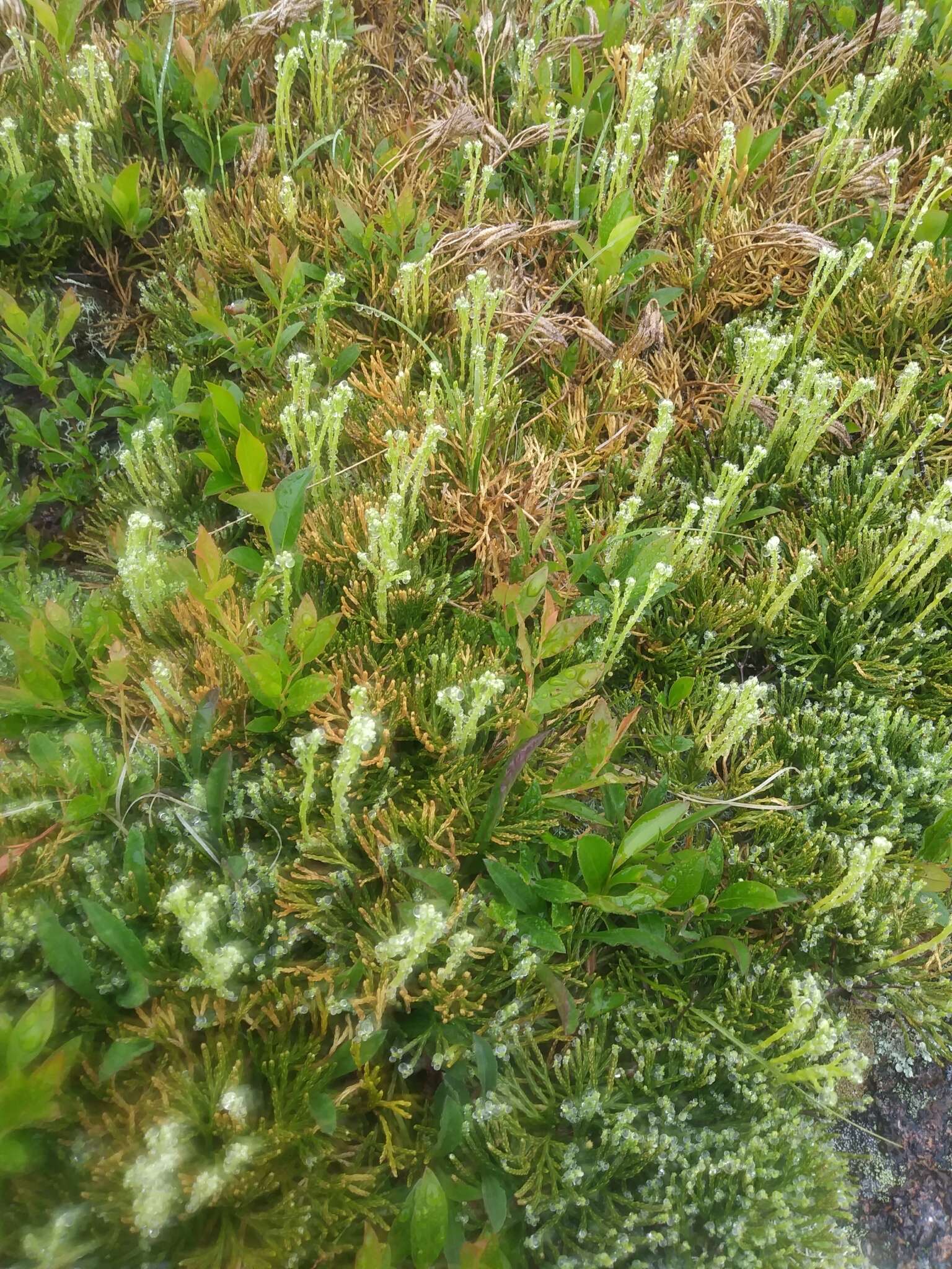 Image of deeproot clubmoss