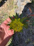 Image of Euphorbia wallichii Hook. fil.