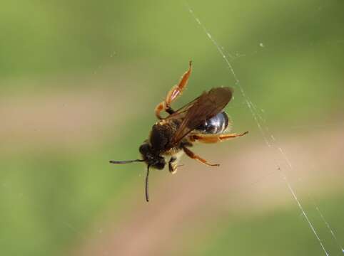 Andrena hippotes Robertson 1895 resmi