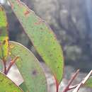 Image of Eucalyptus ligustrina A. Cunn. ex DC.