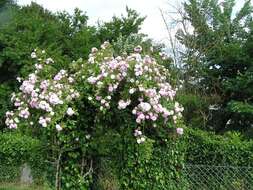 Image of cabbage rose